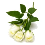 Rosas - Imagen 14