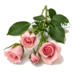Rosas - Imagen 15