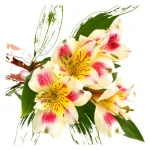 Astromelias - Imagen 3