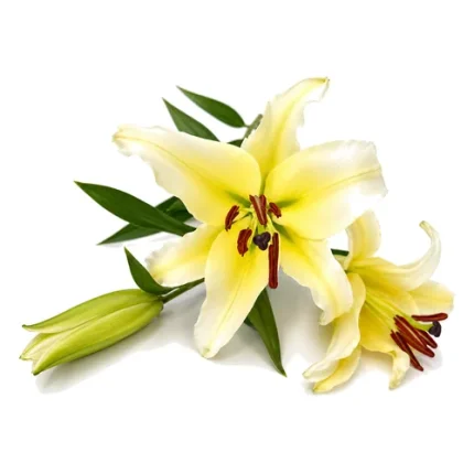 Lilium