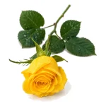 Rosas - Imagen 8