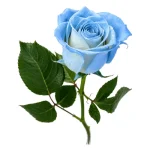Rosas - Imagen 9