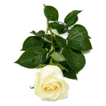 Rosas - Imagen 6