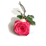 Rosas - Imagen 10