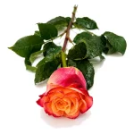Rosas - Imagen 12