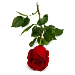 Rosas - Imagen 5