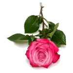 Rosas - Imagen 13