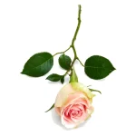 Rosas - Imagen 7