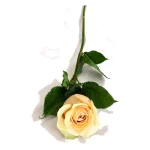 Rosas - Imagen 11